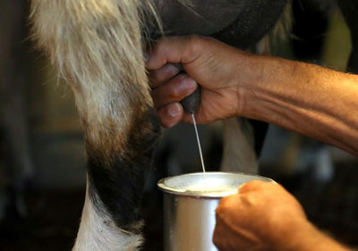 Les secrets du lait de chèvre bio : la peau douce et éclatante avec LH Beauty